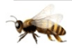 Pszczoy