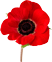 Poppy